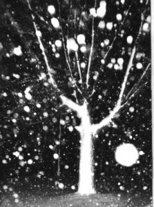 tree in snow