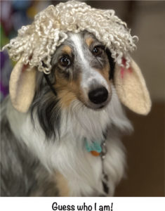 Aya the sheltie is fooling you with her sheep easrs