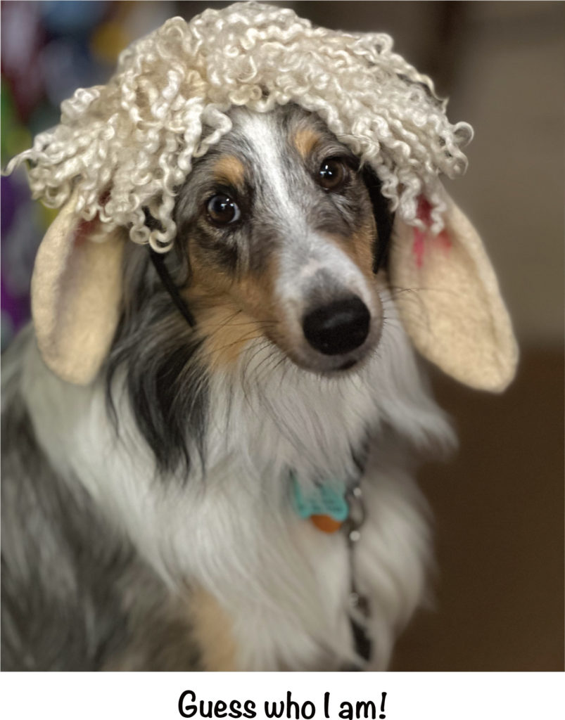 Aya the sheltie is fooling you with her sheep ears
