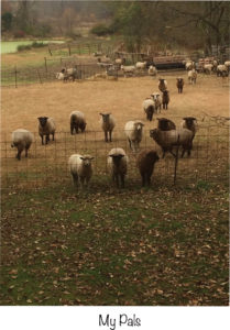 Aya the dog's sheep pals