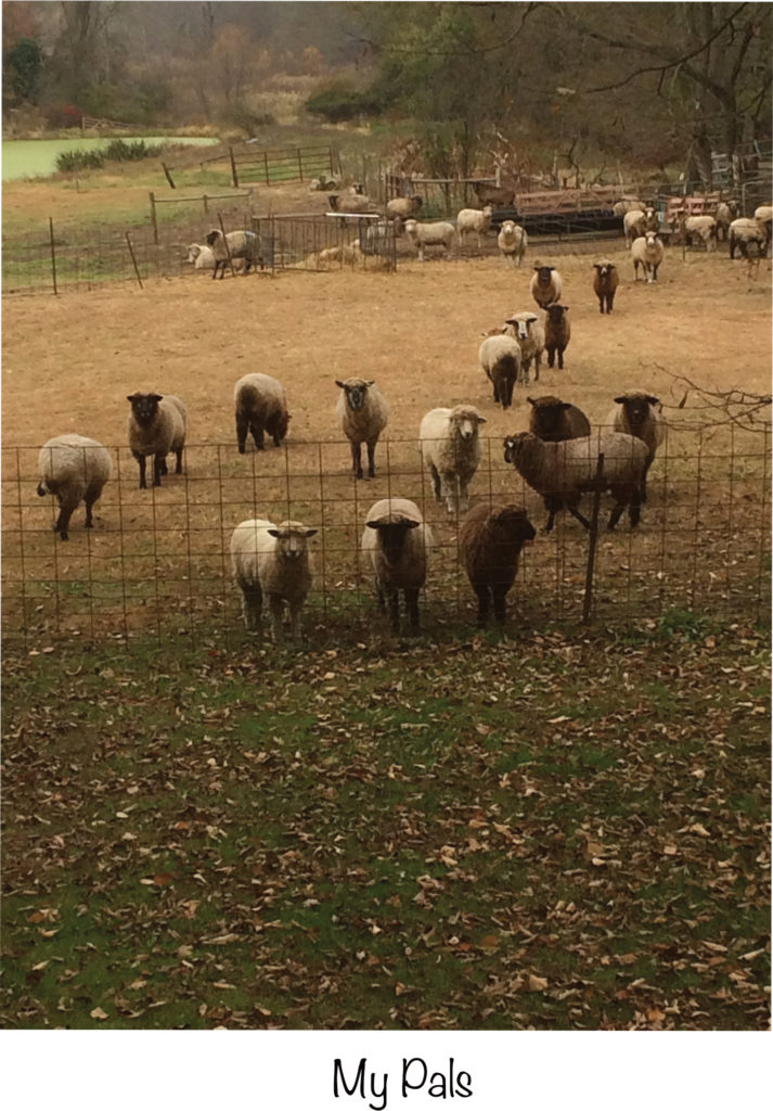 Aya the dog's sheep pals